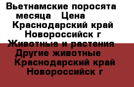 Вьетнамские поросята 1.5 месяца › Цена ­ 2 500 - Краснодарский край, Новороссийск г. Животные и растения » Другие животные   . Краснодарский край,Новороссийск г.